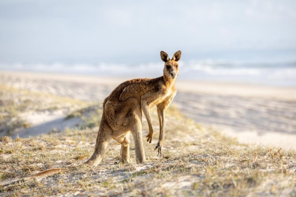 A kangaroo standing on sandy ground with sparse grass, near a beach with the ocean visible in the background under a bright sky.