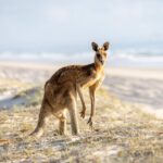 A kangaroo standing on sandy ground with sparse grass, near a beach with the ocean visible in the background under a bright sky.