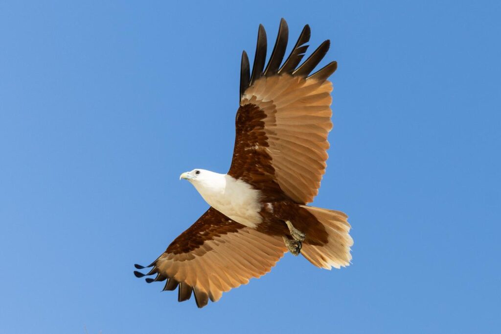 A brown and white eagle with outstretched wings soars against a clear blue sky.