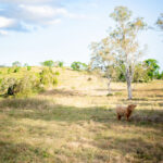 A Highland cow stands in a sunlit, grassy field with scattered trees and rolling hills in the background under a partly cloudy sky.