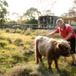 A man in a red shirt grooms a small, fluffy brown cow in a grassy field on a sunny day.