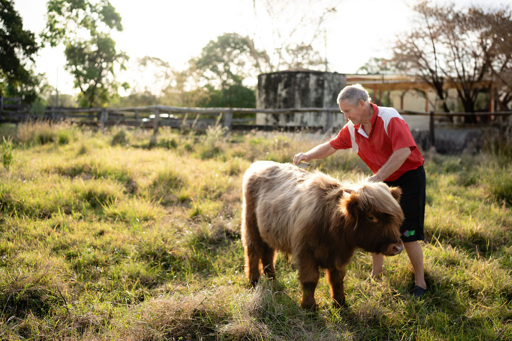 A man in a red shirt grooms a small, fluffy brown cow in a grassy field on a sunny day.