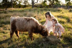 Two young girls in dresses pet a brown, long-haired calf eating hay in a grassy field during daylight.