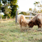 Two Highland cattle calves with shaggy coats eat hay together in a grassy field near a wooden fence, with trees in the background.