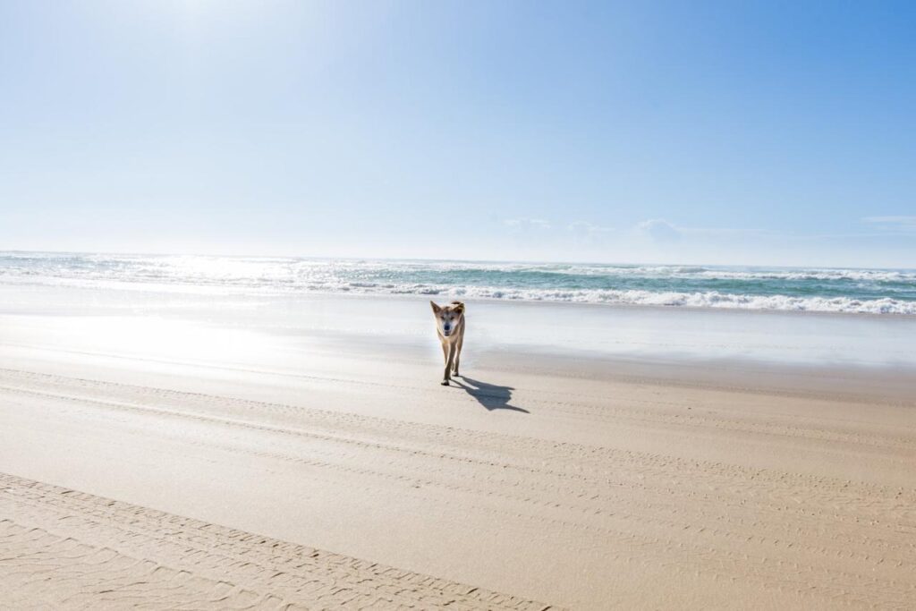 A dog stands alone on a sandy beach near the ocean, with blue sky and gentle waves in the background.