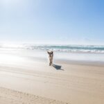 A dog stands alone on a sandy beach near the ocean, with blue sky and gentle waves in the background.