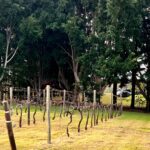 Rows of bare grapevines on a grassy field with tall trees and a parked car in the background.