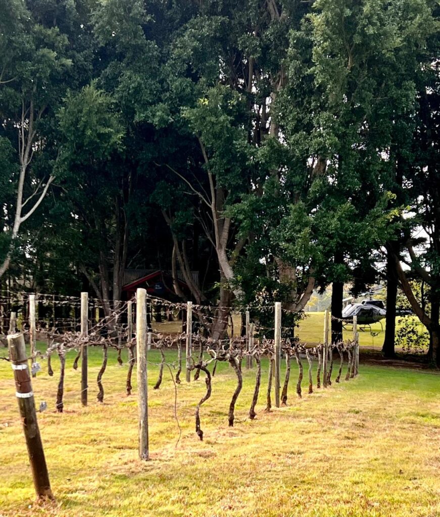 Rows of bare grapevines on a grassy field with tall trees and a parked car in the background.