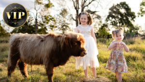 Two young girls in dresses stand next to a small brown cow in a grassy field, with trees in the background and a "VIP" badge in the upper left corner.
