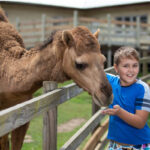 A boy in a blue shirt feeds a camel over a wooden fence at an outdoor animal enclosure.