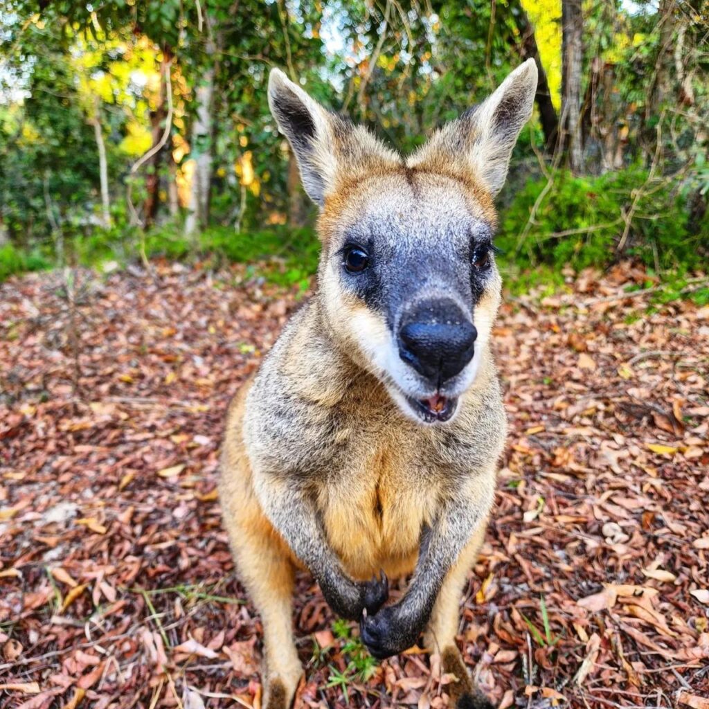A kangaroo stands on leaf-covered ground in a forested area, facing the camera with its front paws held close to its chest.