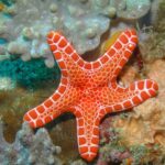 A bright red and orange starfish with a white, net-like pattern rests on a coral reef underwater.