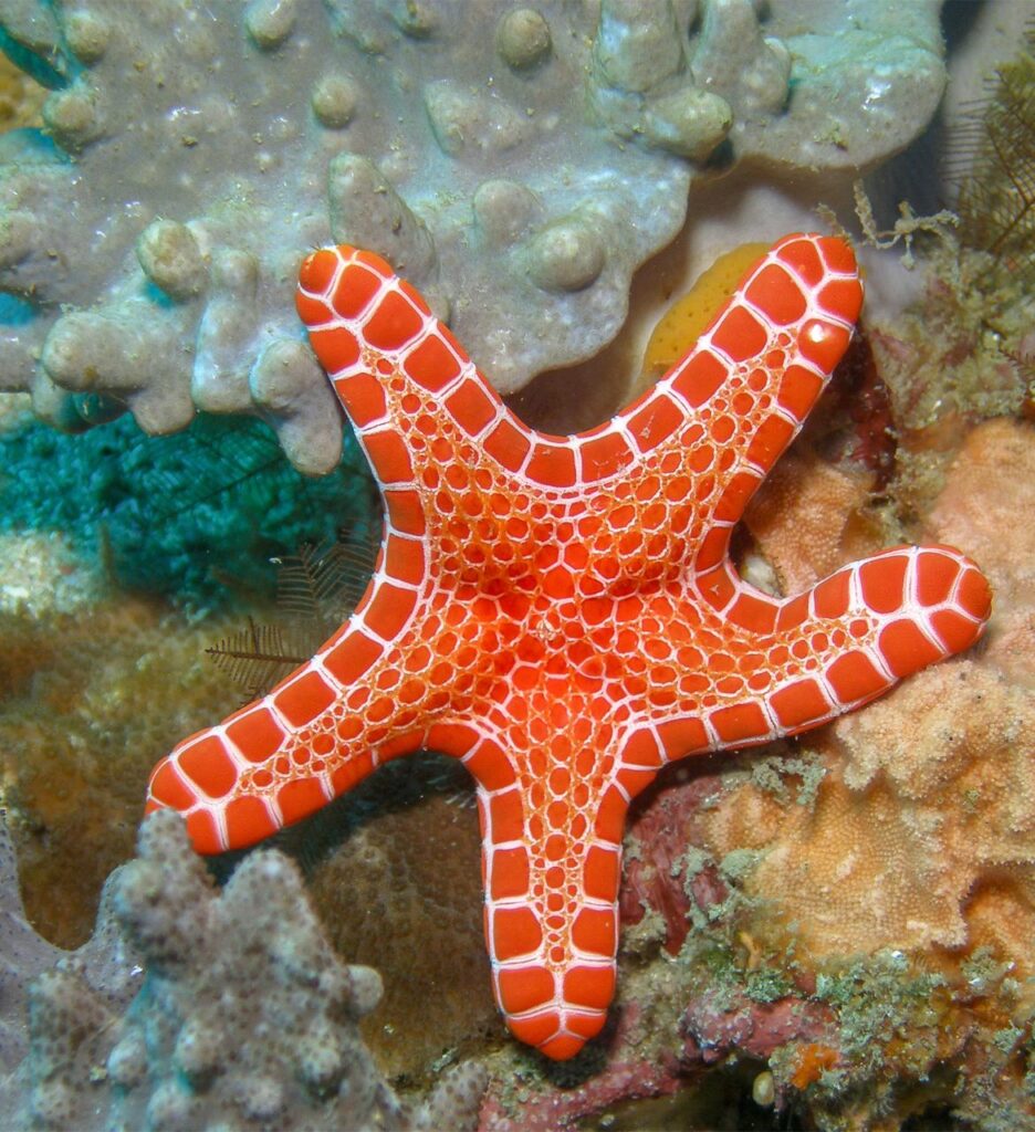A bright red and orange starfish with a white, net-like pattern rests on a coral reef underwater.