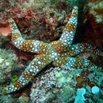 A starfish with orange, white, and black patterned spots on its arms rests on a rocky, algae-covered underwater surface.