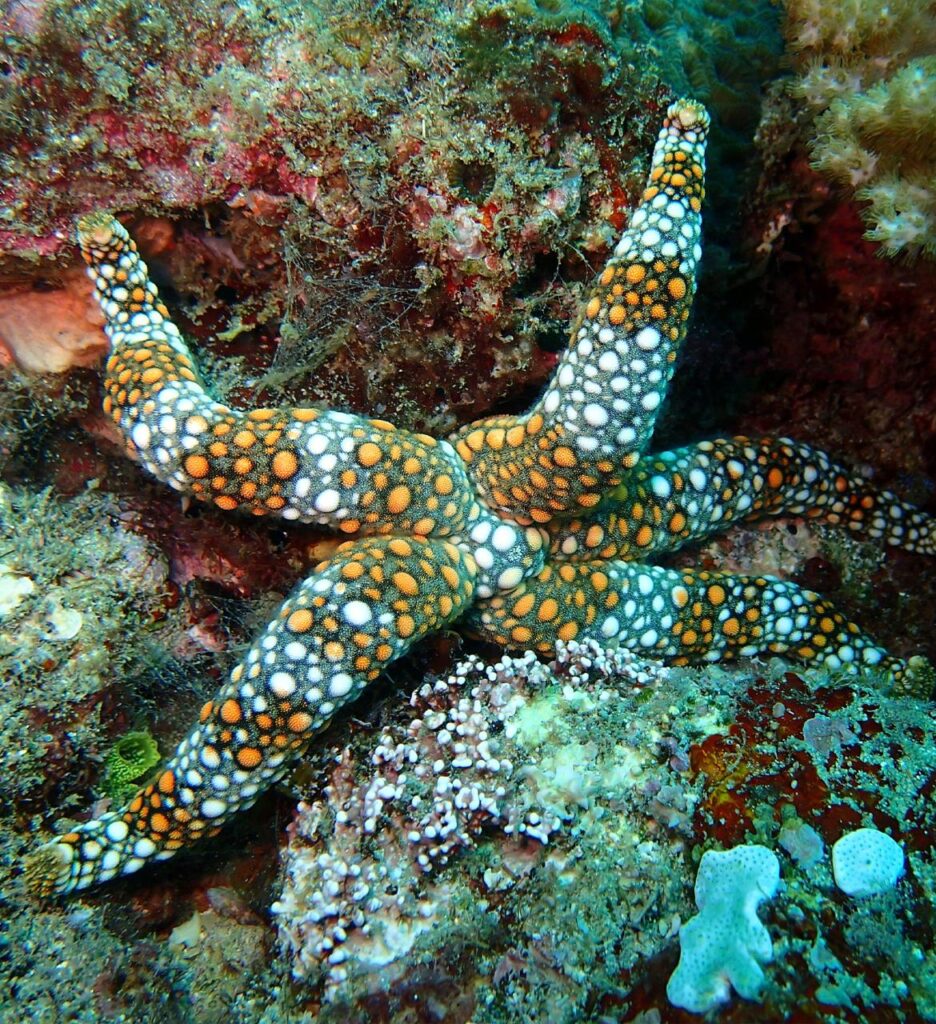 A starfish with orange, white, and black patterned spots on its arms rests on a rocky, algae-covered underwater surface.