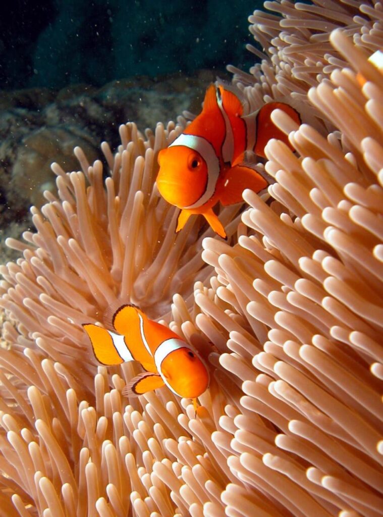 Two orange and white clownfish swim among the pale tentacles of a sea anemone in an underwater scene.