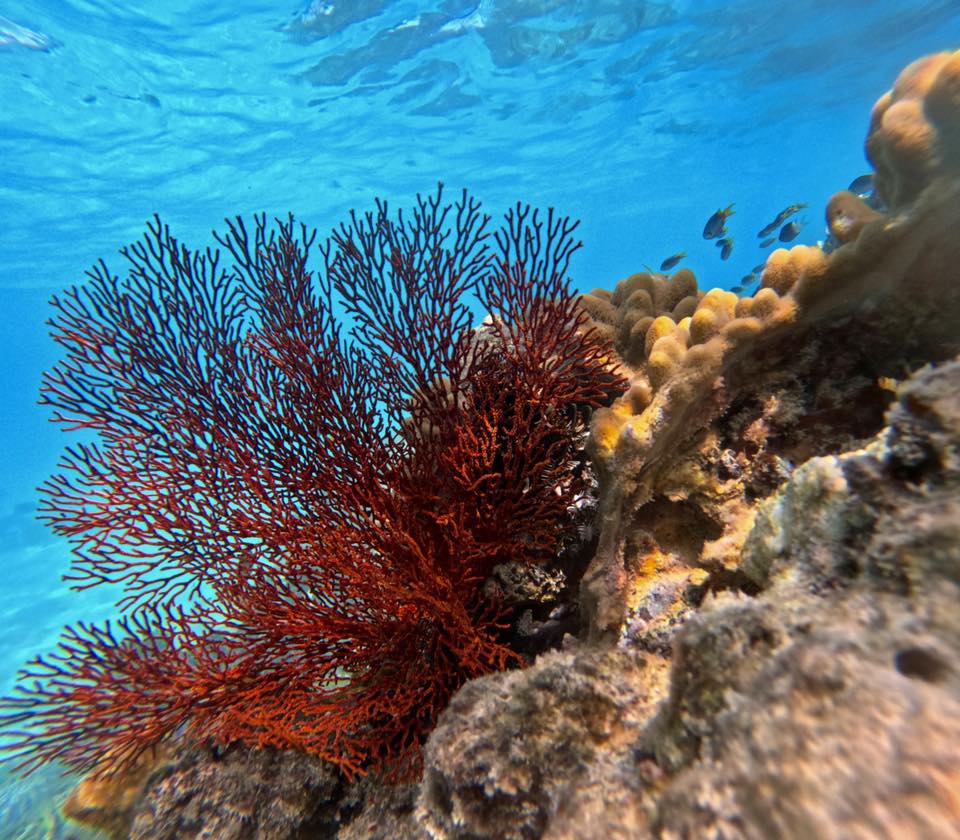 Red sea fan coral and various corals on a reef, with several small fish swimming in clear blue water above.