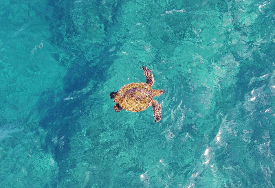 A sea turtle swims alone near the surface of clear, turquoise water, viewed from above.