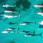 A group of dolphins swims together near the surface of clear, turquoise water, casting shadows below them.