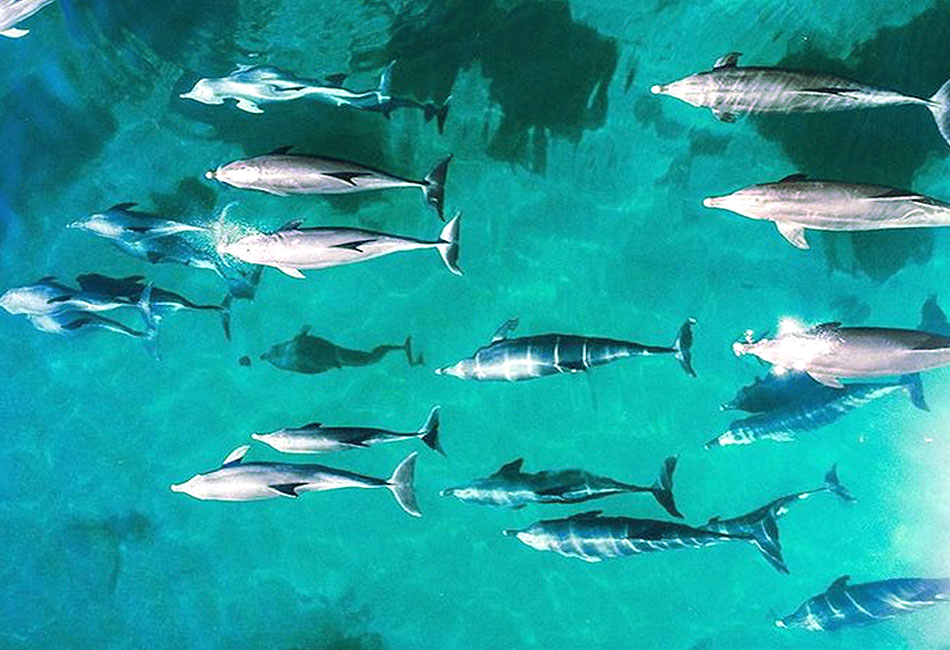 A group of dolphins swims together near the surface of clear, turquoise water, casting shadows below them.