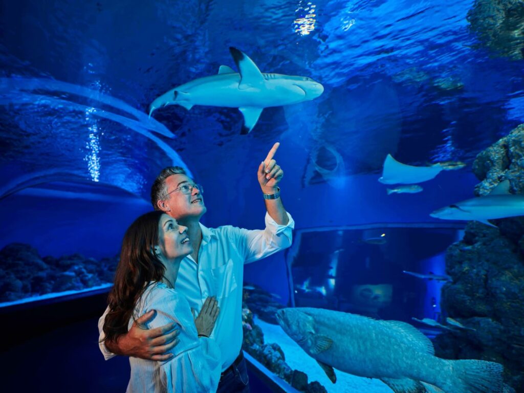 A couple stands together in an aquarium tunnel, looking up and pointing at a shark swimming overhead with other fish visible in the blue-lit water.
