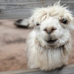 A white alpaca with a shaggy coat looks through a wooden fence, with some dirt visible on its nose and mouth.