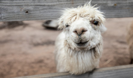 A white alpaca with a shaggy coat looks through a wooden fence, with some dirt visible on its nose and mouth.