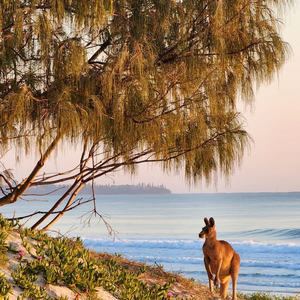 A kangaroo stands on a sandy beach near green vegetation and a large tree, with ocean waves and a distant headland in the background at sunset.