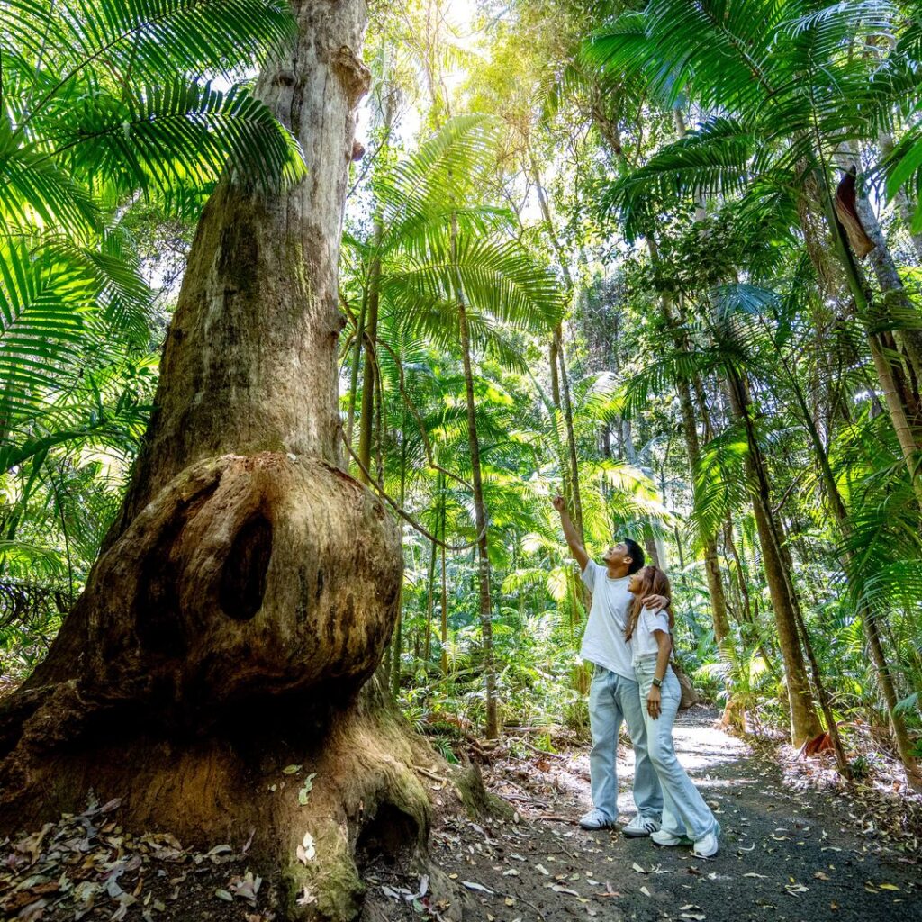 Two people stand on a forest path, looking up at a large tree surrounded by dense green foliage and sunlight filtering through the canopy.