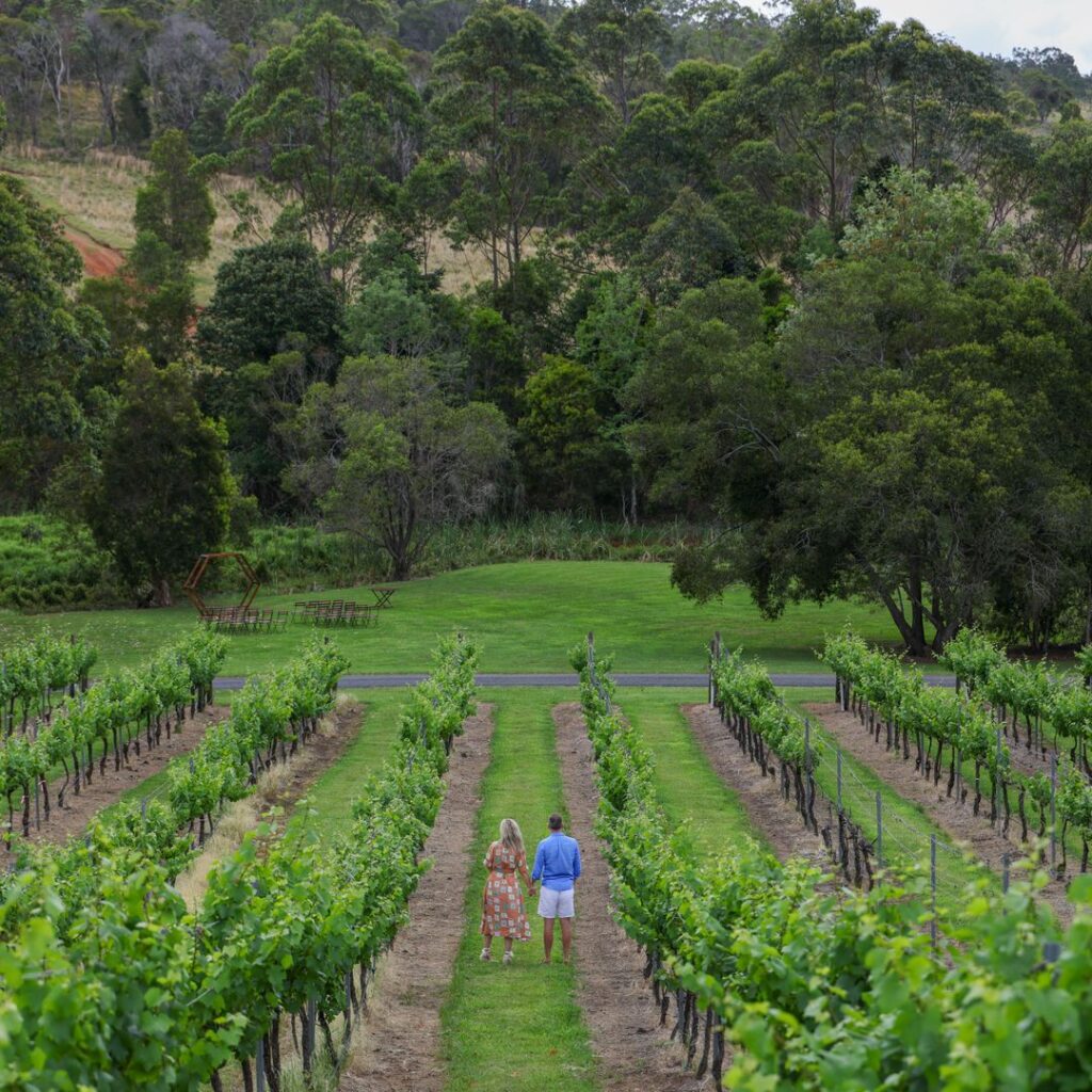 Two people walk together down a path between rows of grapevines in a vineyard, surrounded by lush greenery and trees.