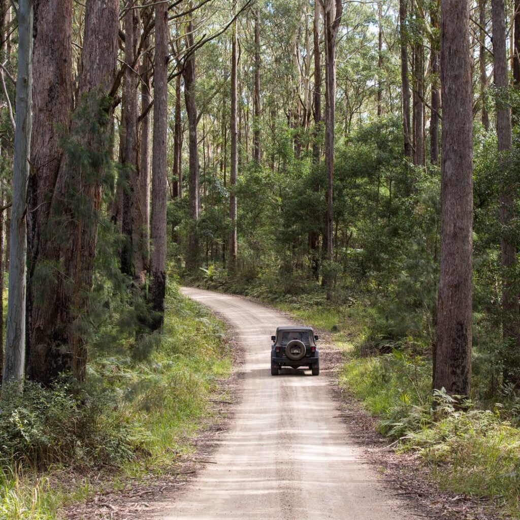A dirt road winds through a dense forest with a single off-road vehicle driving away from the camera under tall trees.