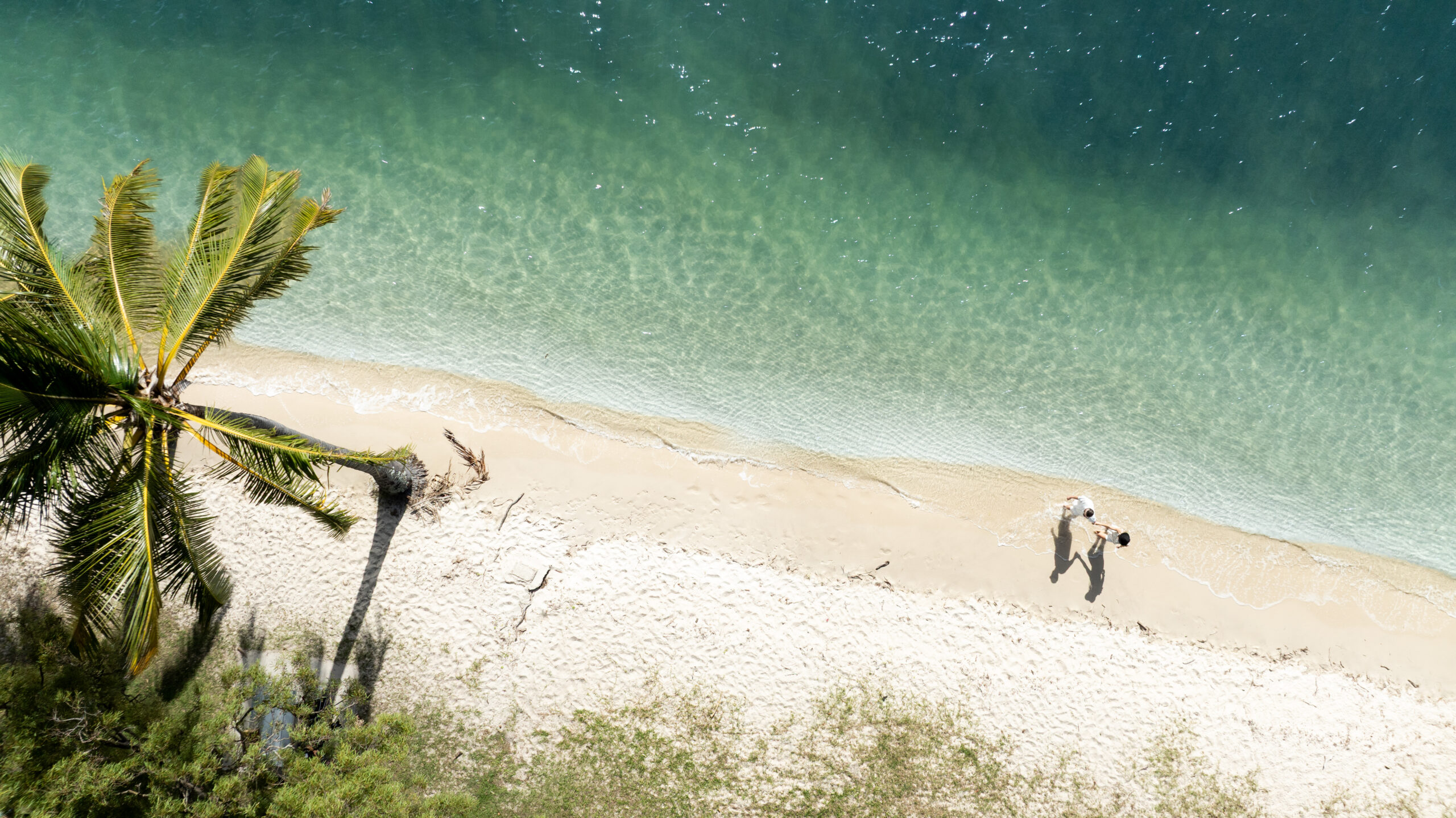 Aerial view of a couple walking along a sandy beach next to clear blue water, with a palm tree and greenery on the shore.