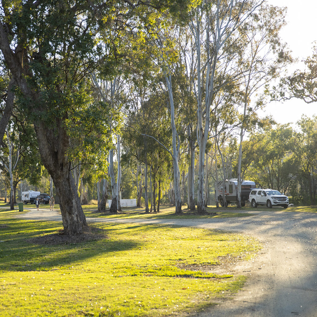 A campground with several RVs and a white vehicle parked among tall trees on a sunny day.