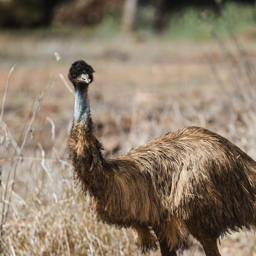 An emu stands in dry grass, looking toward the camera with its body slightly turned and neck extended.